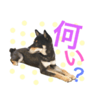 黒柴ケンシロウand黒柴レオ（個別スタンプ：12）