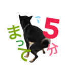 黒柴ケンシロウand黒柴レオ（個別スタンプ：13）