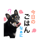 黒柴ケンシロウand黒柴レオ（個別スタンプ：16）