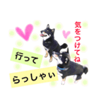 黒柴ケンシロウand黒柴レオ（個別スタンプ：17）