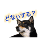 黒柴ケンシロウand黒柴レオ（個別スタンプ：19）