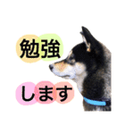 黒柴ケンシロウand黒柴レオ（個別スタンプ：22）