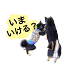 黒柴ケンシロウand黒柴レオ（個別スタンプ：24）