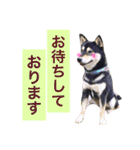 黒柴ケンシロウand黒柴レオ（個別スタンプ：27）