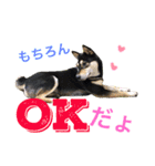 黒柴ケンシロウand黒柴レオ（個別スタンプ：29）