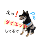 黒柴ケンシロウand黒柴レオ（個別スタンプ：30）