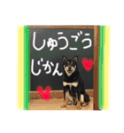 黒柴ケンシロウand黒柴レオ（個別スタンプ：31）