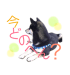 黒柴ケンシロウand黒柴レオ（個別スタンプ：32）