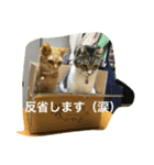 とらとおこめ（個別スタンプ：2）