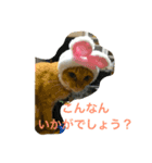 とらとおこめ（個別スタンプ：3）