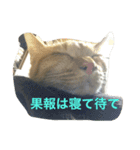 とらとおこめ（個別スタンプ：7）