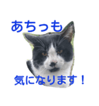 ねこ・ねこ・にゃんとも②（個別スタンプ：1）