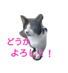 ねこ・ねこ・にゃんとも②（個別スタンプ：2）