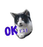 ねこ・ねこ・にゃんとも②（個別スタンプ：3）
