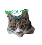 ねこ・ねこ・にゃんとも②（個別スタンプ：4）