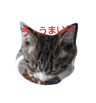 ねこ・ねこ・にゃんとも②（個別スタンプ：5）