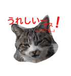 ねこ・ねこ・にゃんとも②（個別スタンプ：6）