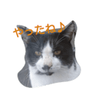 ねこ・ねこ・にゃんとも②（個別スタンプ：8）