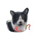 ねこ・ねこ・にゃんとも②（個別スタンプ：9）