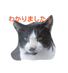 ねこ・ねこ・にゃんとも②（個別スタンプ：10）