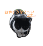 ねこ・ねこ・にゃんとも②（個別スタンプ：13）