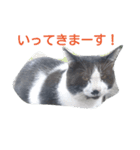 ねこ・ねこ・にゃんとも②（個別スタンプ：15）