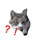 ねこ・ねこ・にゃんとも②（個別スタンプ：16）