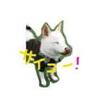 まさるとまいにち（個別スタンプ：11）