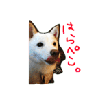 まさるとまいにち（個別スタンプ：16）