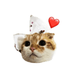 可愛いきなこ（個別スタンプ：1）