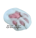 可愛いきなこ（個別スタンプ：6）