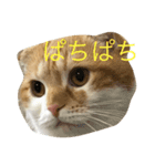 可愛いきなこ（個別スタンプ：8）
