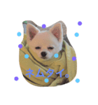犬のクムくん（個別スタンプ：1）