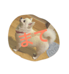 犬のクムくん（個別スタンプ：2）