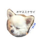 犬のクムくん（個別スタンプ：3）