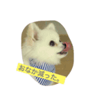 犬のクムくん（個別スタンプ：4）
