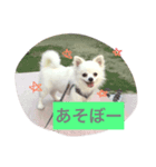 犬のクムくん（個別スタンプ：5）