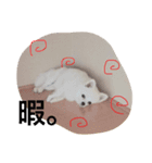 犬のクムくん（個別スタンプ：6）