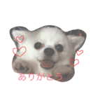 犬のクムくん（個別スタンプ：7）