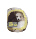 犬のクムくん（個別スタンプ：8）