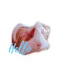 TONKAO - Peruvian guinea pig（個別スタンプ：1）