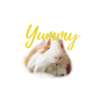 TONKAO - Peruvian guinea pig（個別スタンプ：2）
