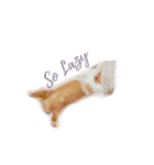 TONKAO - Peruvian guinea pig（個別スタンプ：3）