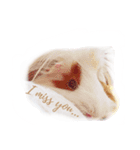 TONKAO - Peruvian guinea pig（個別スタンプ：5）
