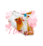 TONKAO - Peruvian guinea pig（個別スタンプ：6）
