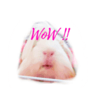 TONKAO - Peruvian guinea pig（個別スタンプ：7）