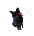 ネザーランドうさぎと黒猫のスタンプ（個別スタンプ：35）