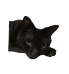 ネザーランドうさぎと黒猫のスタンプ（個別スタンプ：37）