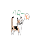 Combination of dogs and cats（個別スタンプ：6）