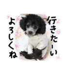 4姫の日常使えるスタンプ（個別スタンプ：31）
